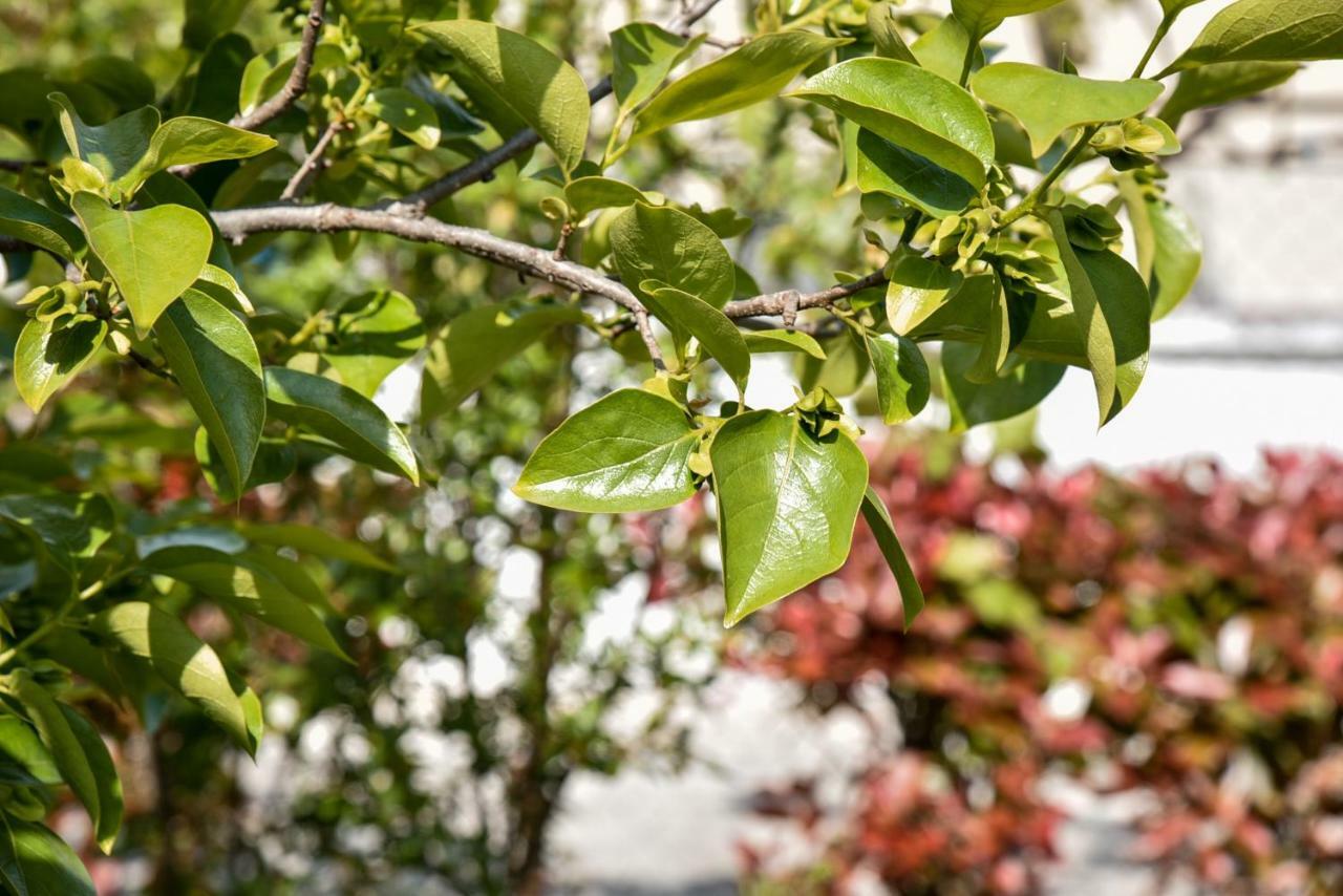 Villa Garden Shkodra Dış mekan fotoğraf