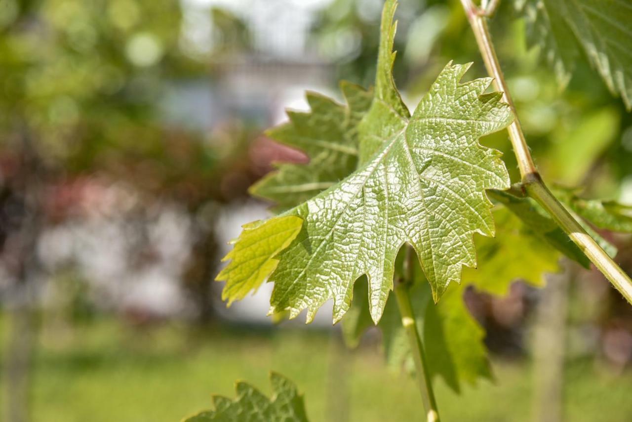Villa Garden Shkodra Dış mekan fotoğraf
