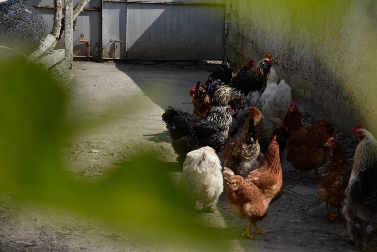 Villa Garden Shkodra Dış mekan fotoğraf